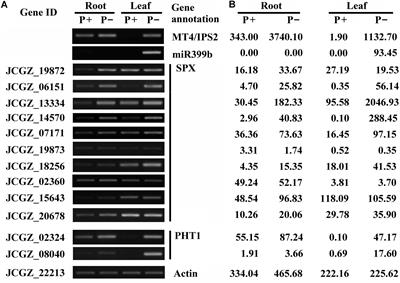 Overexpression of a Phosphate Starvation Response AP2/ERF Gene From Physic Nut in Arabidopsis Alters Root Morphological Traits and Phosphate Starvation-Induced Anthocyanin Accumulation